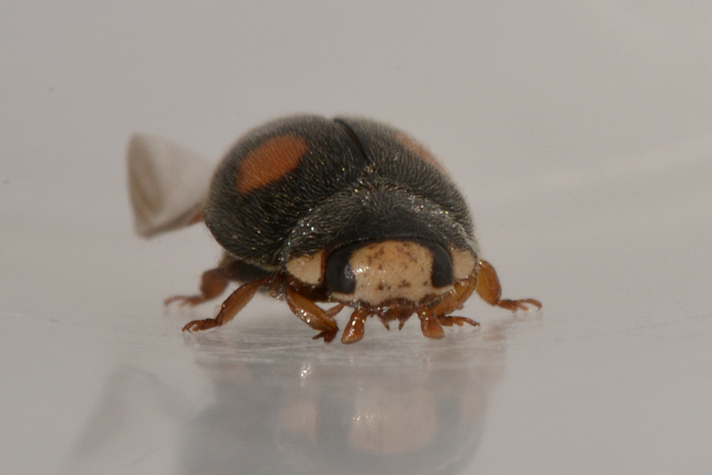 Coccinellidae: Platynaspis luteorubra